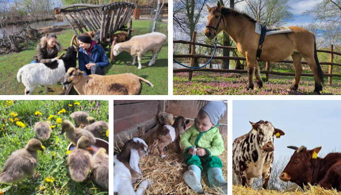 Gazdovsky dvor Minifarmy a rance