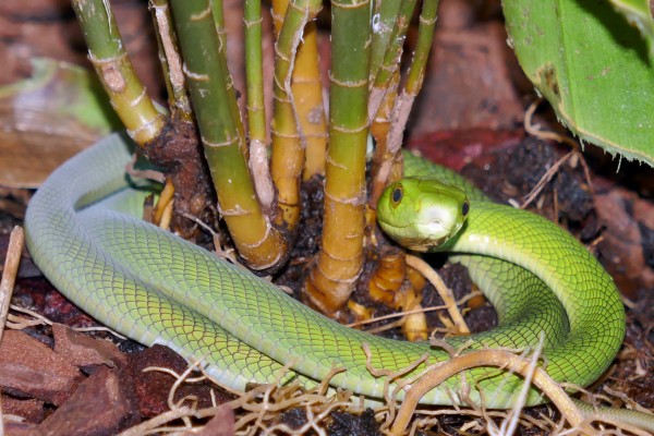 GrueneMambaBaby2 GuentherHulla