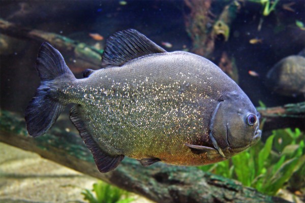 Piranha SylviaMayrhofer