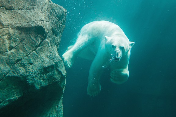 EisbaercDaniel Zupanc