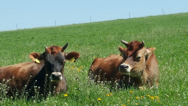 31870538 929627517205573 655553266548998144 n